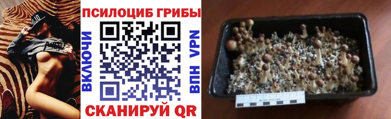 Галлюциногенные грибы Magic Shrooms  где можно купить наркотик  маркетплейс какой сайт  Чапаевск 